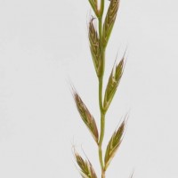 Italian Rye-grass